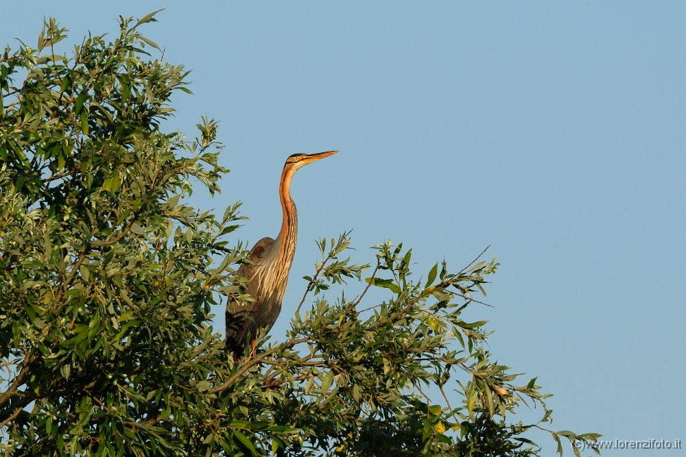 Ardea purpurea (Airone rosso su albero).jpg